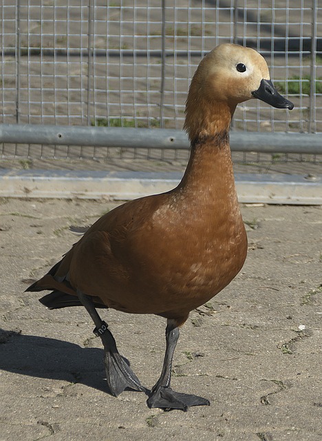 重障碍