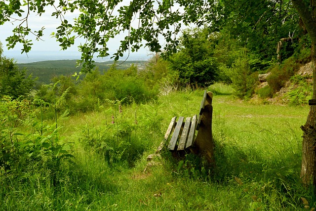 西是仅有的 西是仅有的